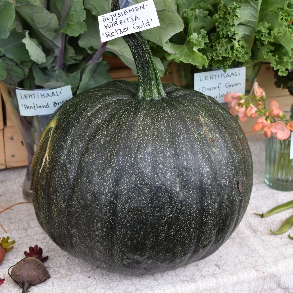 1152_oljynsiemenkurpitsa