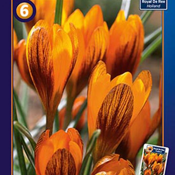 5033_crocus-Orange-Monarch