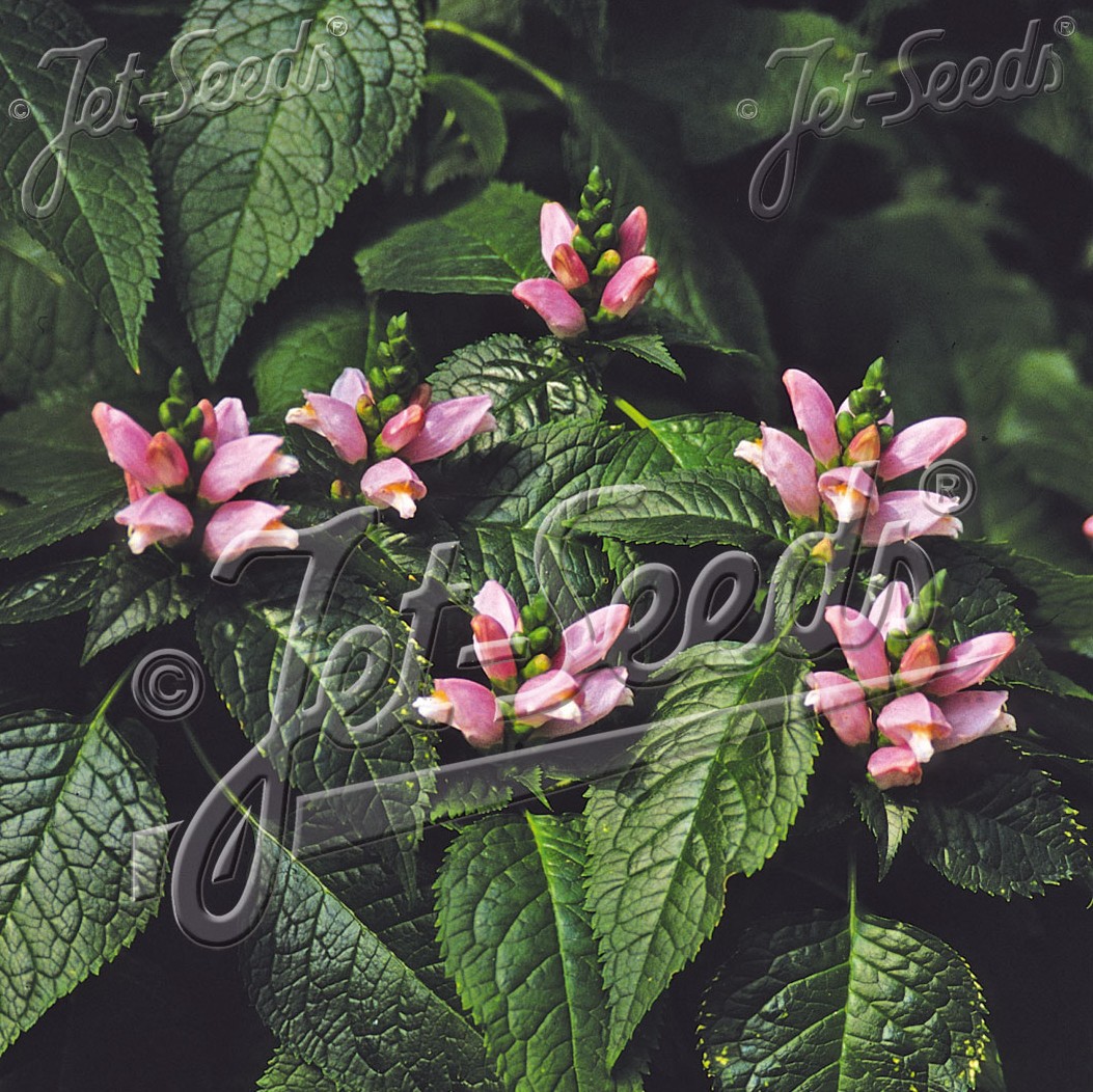 3232_punakonnanyrtti_jelitto_ca372a