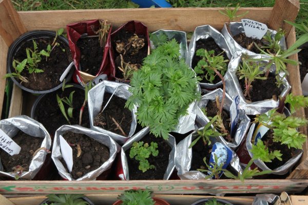 IMG_1171.JPGTaimitori-Tynys