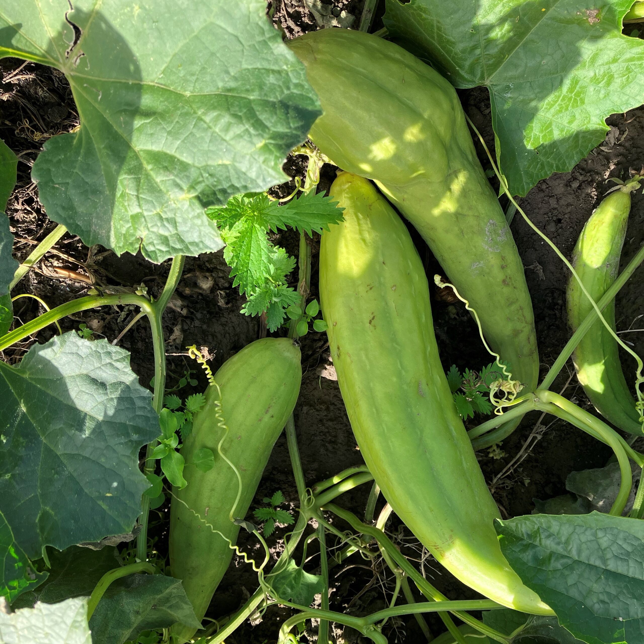 1010_pesusienikurkku