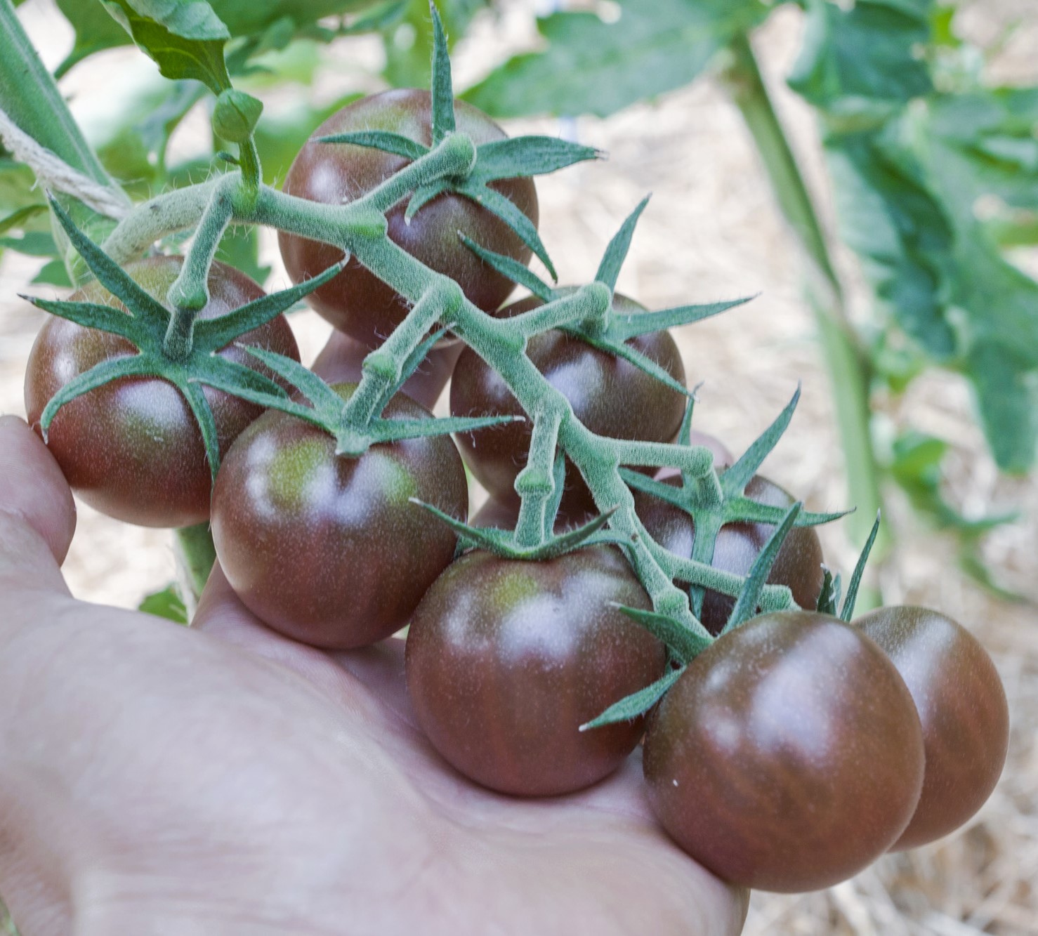 1083_tomaatti_black_cherry