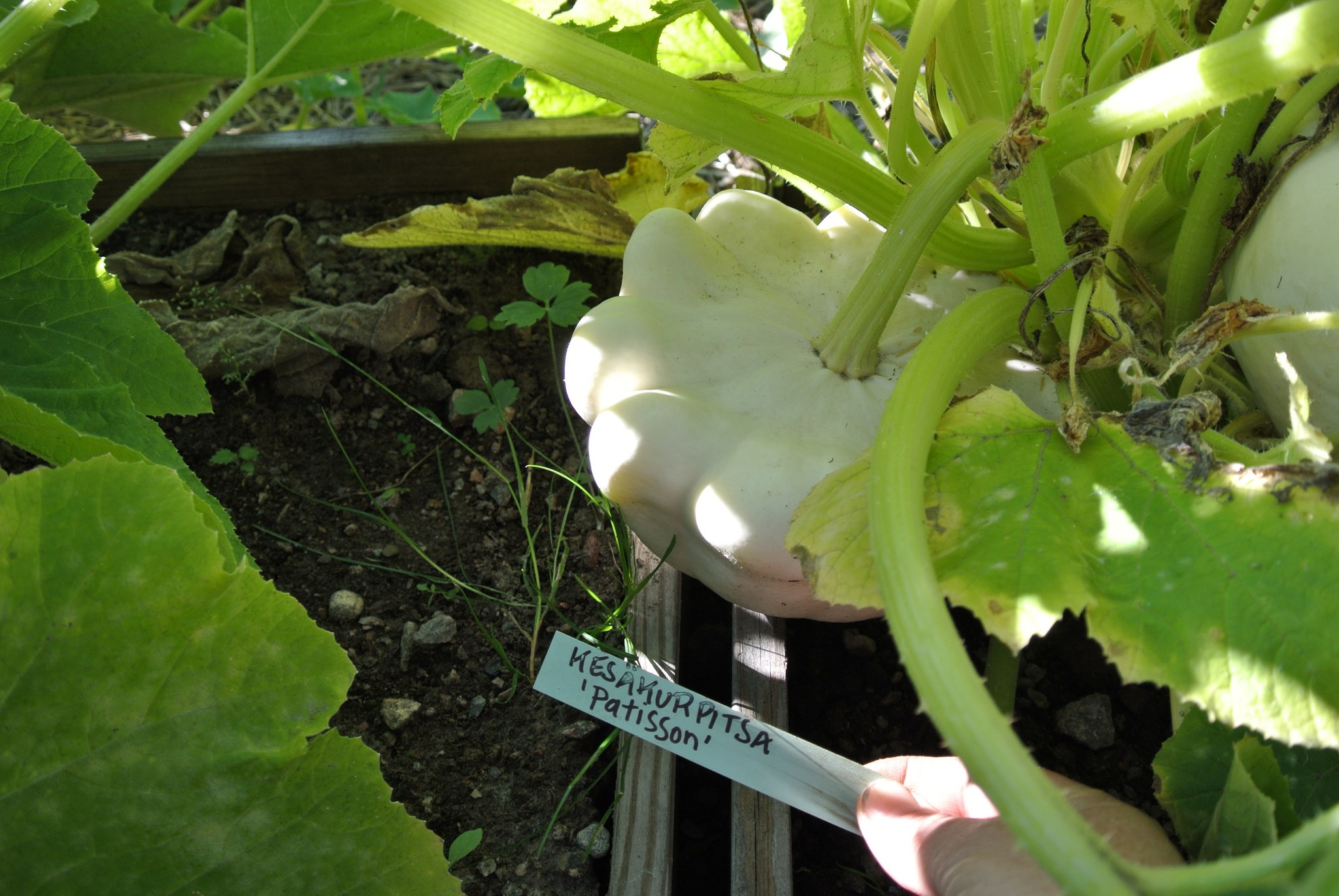 1724_kesakurpitsa Patisson Custard White