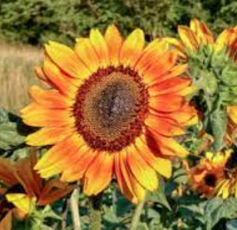 3042_aur.kukka_latorre